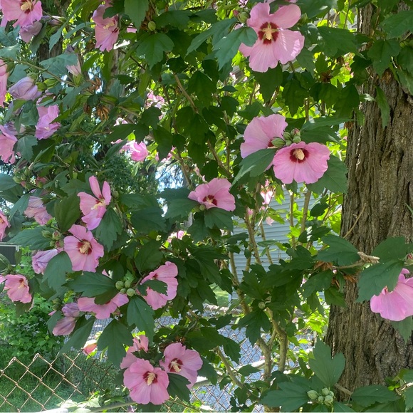 Meet your Posher, Annie! - Picture 4 of 6